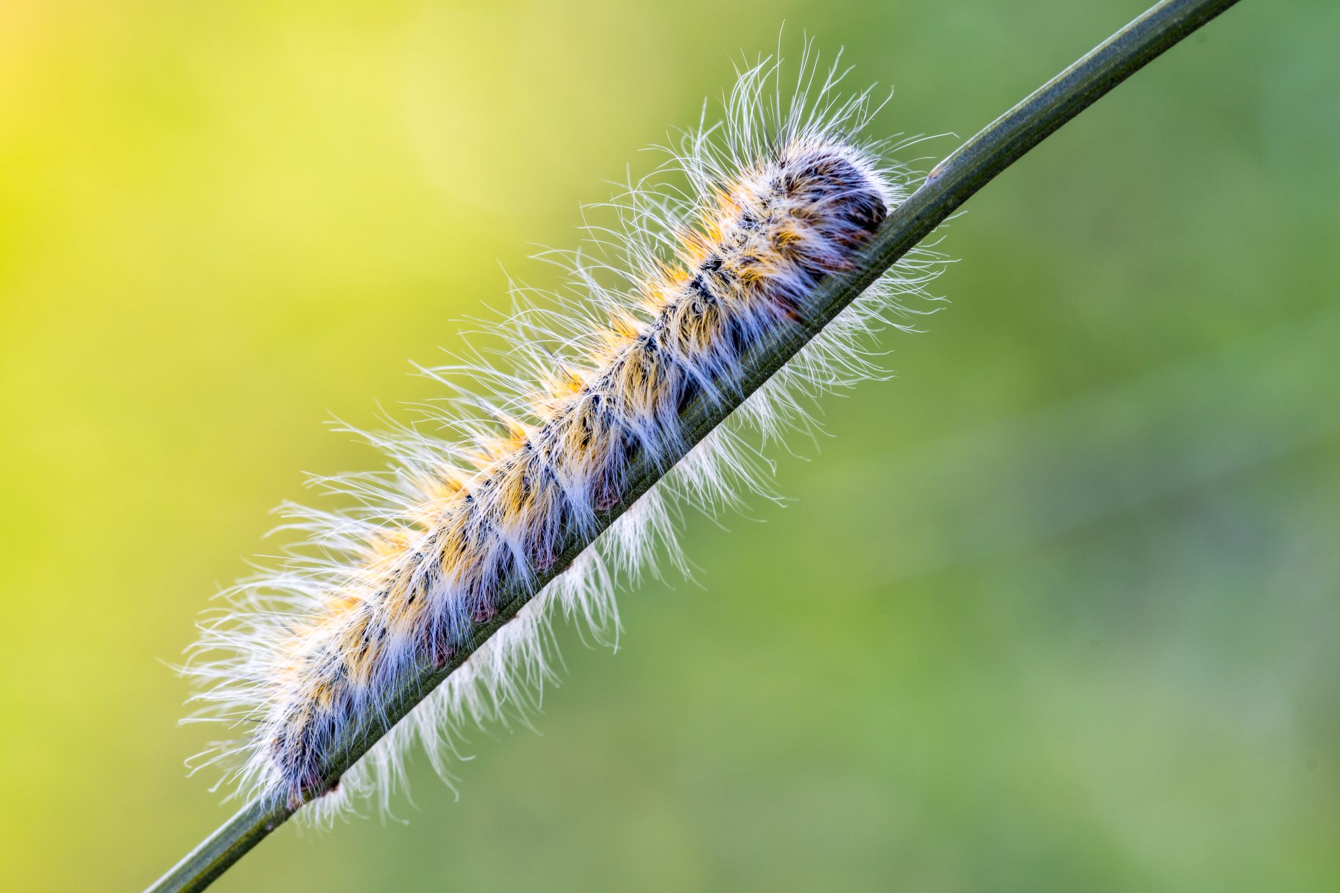 Eikenprocessierups Biologisch Bestrijden Hallo Groen