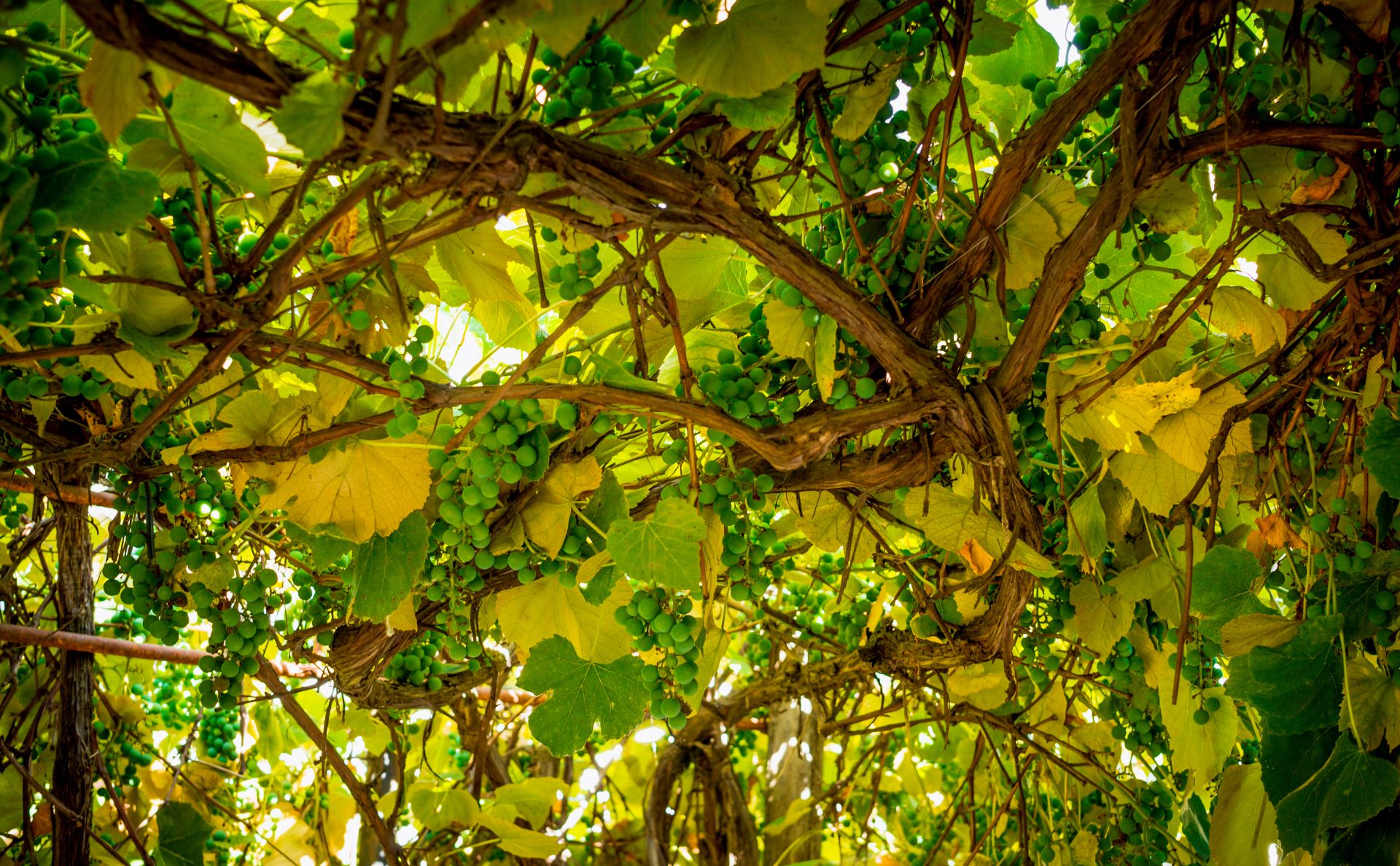 5 Perfecte Planten Voor Een Pergola - Hallo Groen